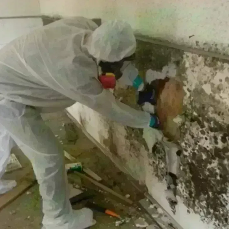 Mold Remediation and Removal in Swain County, NC